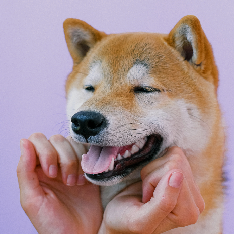 A shiba inu dog smiling in a professional dog portrait by a photographer with a purple backdrop and human hands around the dogs mouth